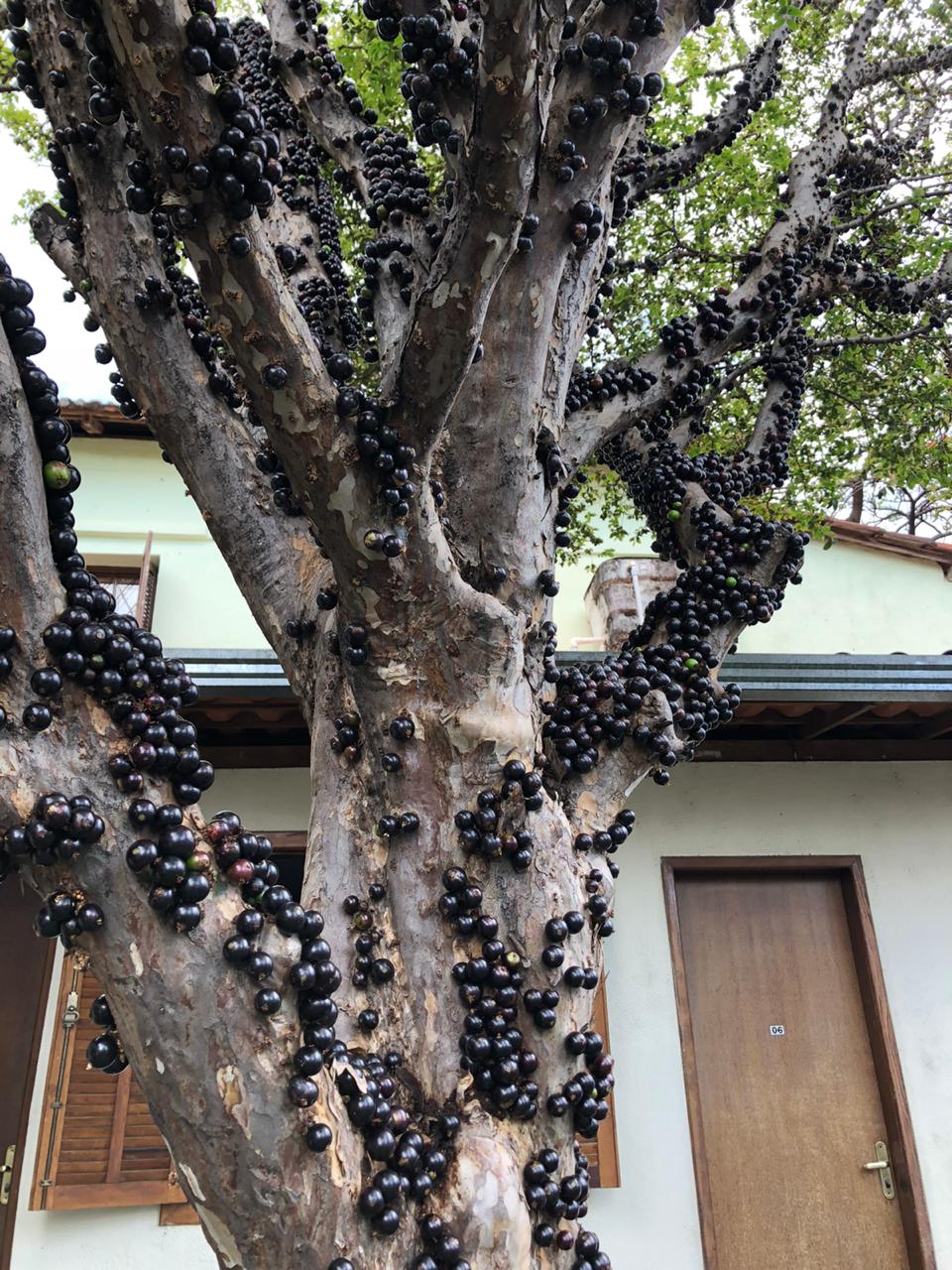 GrajauJabuticaba 1